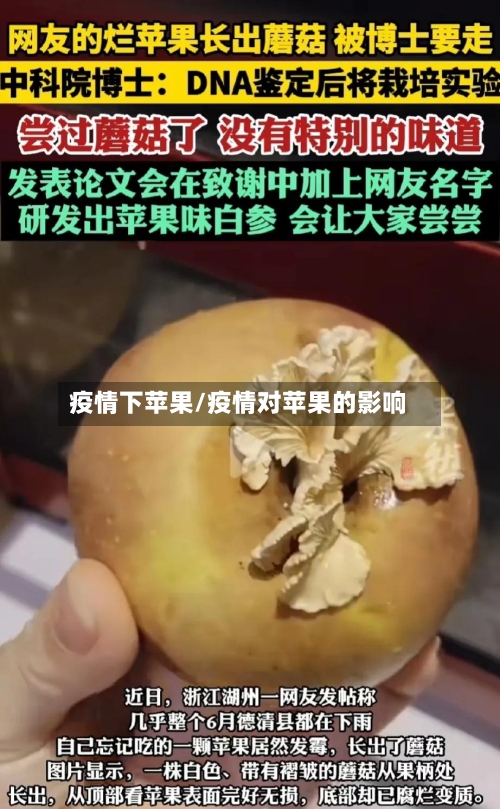 疫情下苹果/疫情对苹果的影响-第2张图片