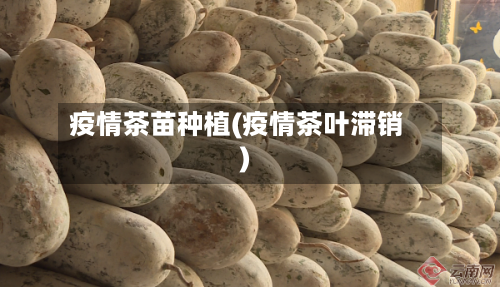 疫情茶苗种植(疫情茶叶滞销)-第2张图片