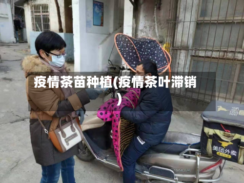 疫情茶苗种植(疫情茶叶滞销)-第3张图片
